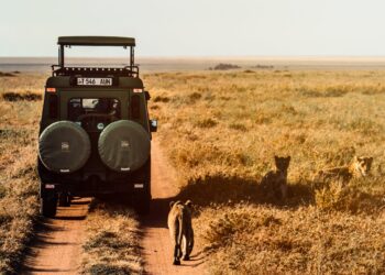 Safaris y Aventuras en la Vida Silvestre