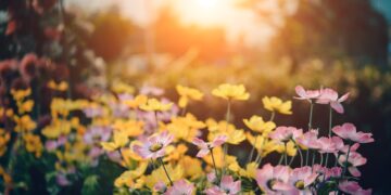 Guía de Jardinería Interior: Trayendo la Vegetación al Interior