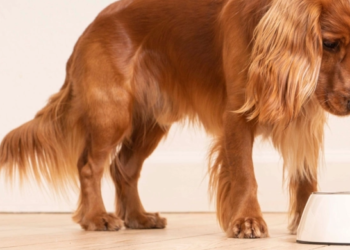 Virbac – Una propuesta centrada en la salud animal y el bienestar veterinario
