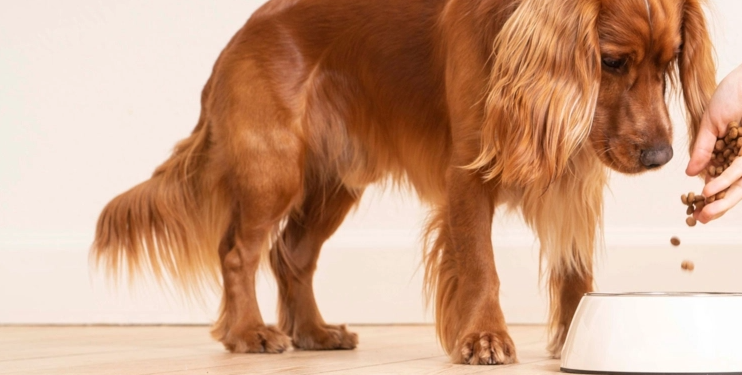 Virbac – Una propuesta centrada en la salud animal y el bienestar veterinario